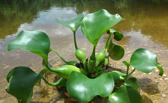 <b>容易种植的植物(冬天容易种植的植物)</b>