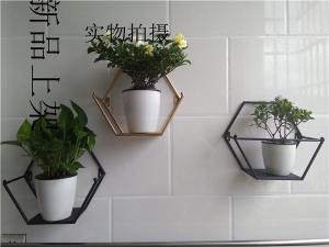 制作多肉植物组合悬挂(悬挂多肉植物品种大全图