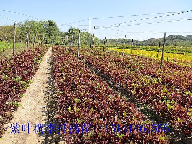 北方苗圃苗木品种(锦州苗圃苗木品种)