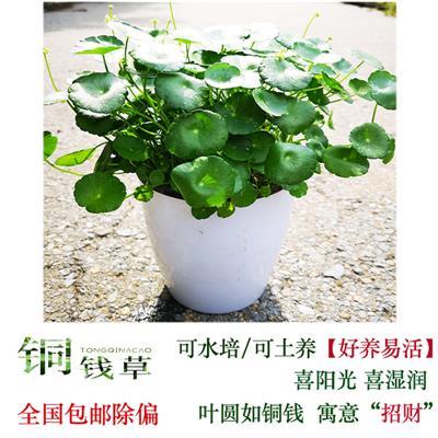 屋里养植物叫什么光(屋里养什么植物最好)