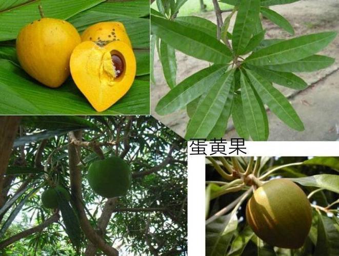 <b>山榄科的植物特点(山榄科桃榄属植物)</b>