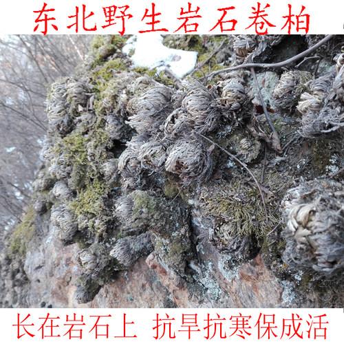 岩石植物种类(水晶岩石的种类和图片)