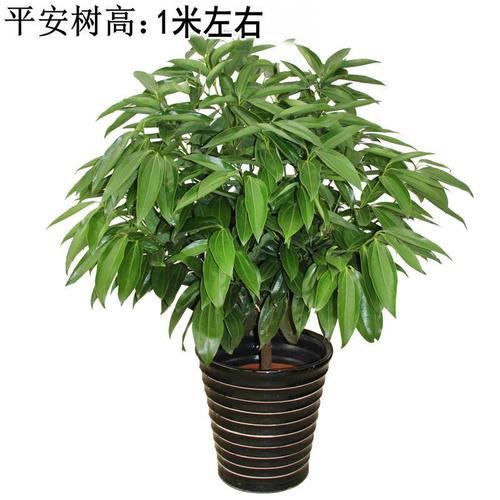 常见大型盆栽植物(常见大盆栽植物名称)