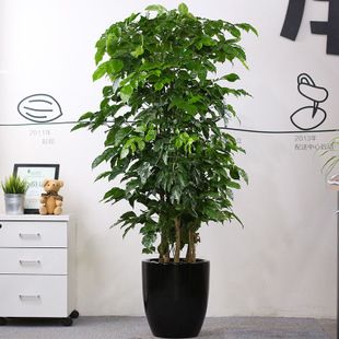 幸福树是木本植物么(幸福树是木本植物吗)