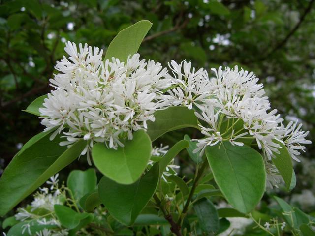 <b>广场一般种植什么植物(家庭种植什么植物比较好</b>