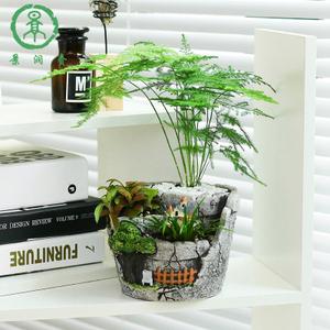 <b>微植物盆栽有哪些(辟邪植物盆栽有哪些)</b>