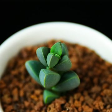 懒人多肉植物(多肉植物可以用懒人花盆吗)