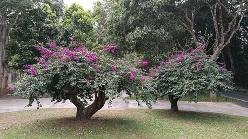 昆明城市园林植物推荐名录(2014年)(昆明城市园林