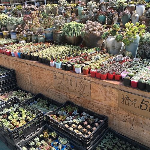 昆明多肉植物市场怎么样(昆明多肉植物基地大棚