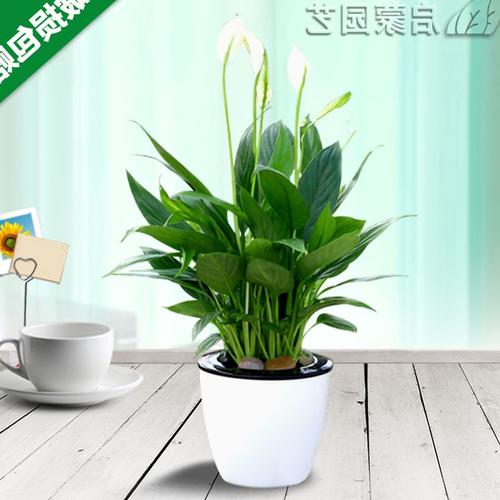 <b>我的小植物一帆风顺(植物一帆风顺的简介)</b>