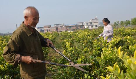 扶持苗木种植优惠政策(企业所得税苗木优惠政策