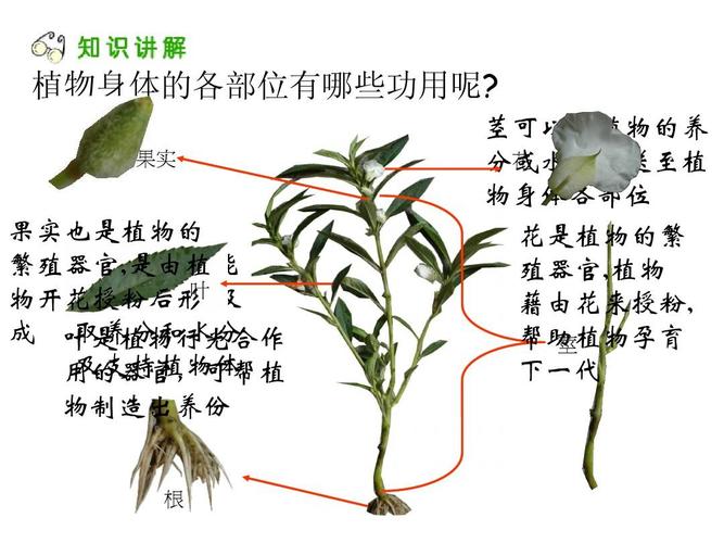 支持根的植物(支持根的植物有哪些)