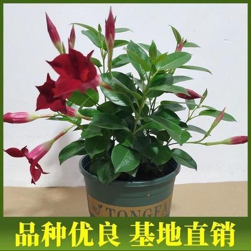 易养活的室内开花植物有哪些(好养活的室内开花