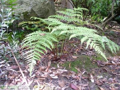 <b>桫椤是蕨类植物(桫椤是蕨类植物吗)</b>