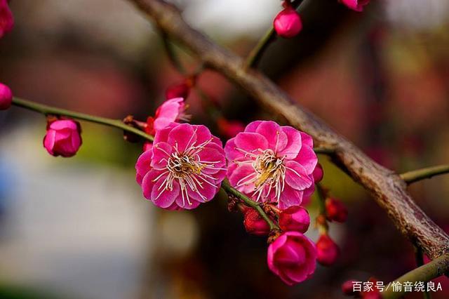 梅花属于哪类植物(多肉属于哪类植物)