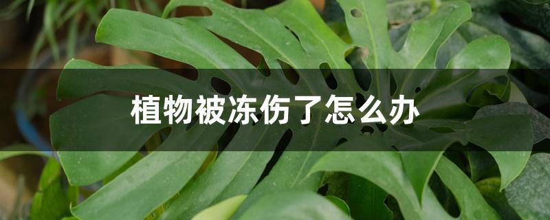 植物受冻怎么办(植物受冻的表现)