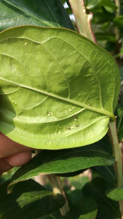 植物叶片长的不平(植物叶片长白斑)