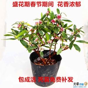 植物瑞香可以放室内吗