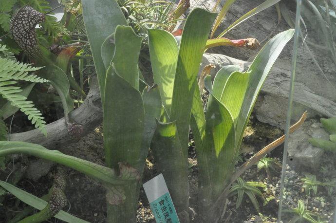 植物园食虫植物(辰山植物园食虫植物馆)