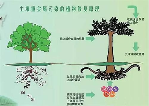 植物土壤的pH(植物土壤的作用)