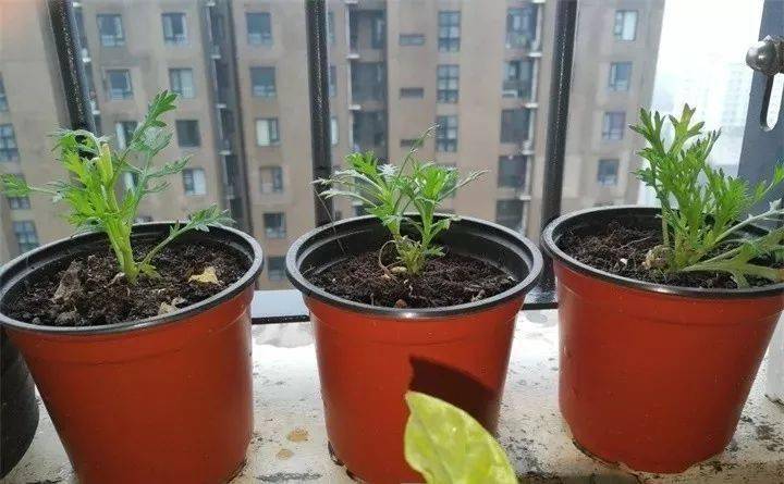 植物打尖注意事(植物打顶是什么意思)