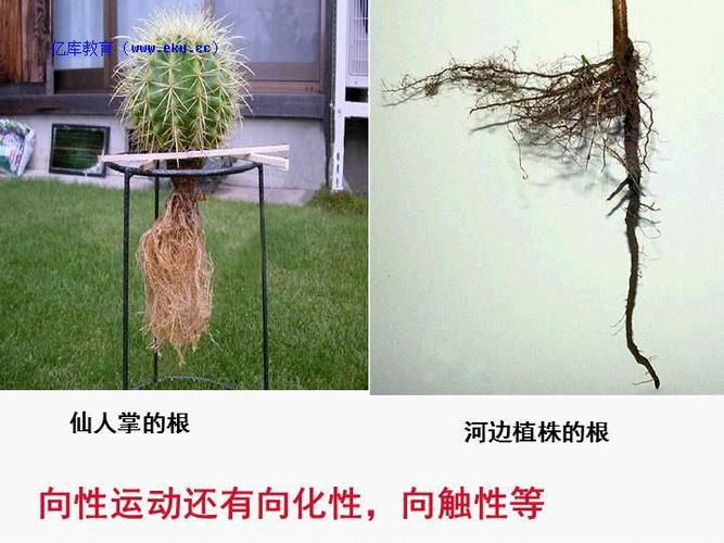 植物摆放ppt(植物摆放在哪个方位好)