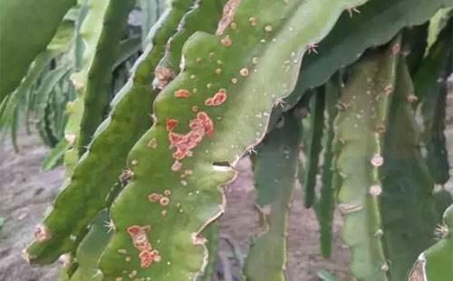 植物碳疽病的表示(植物碳疽病的特效药)