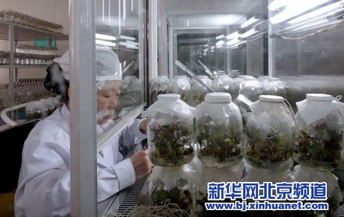 植物组织培养生产苗木(植物组织培养技术在生产