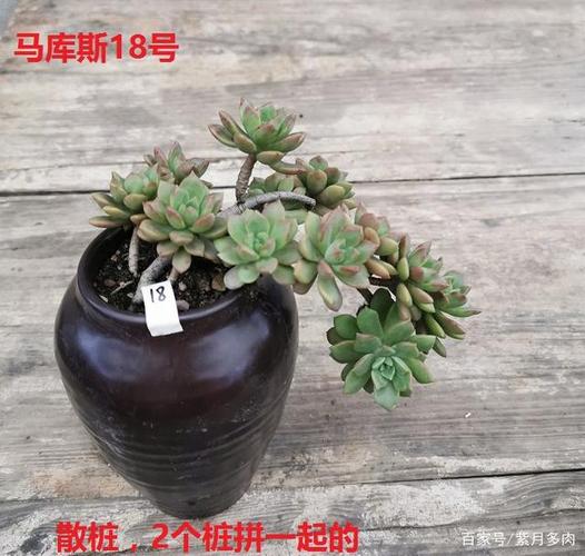 植物肉肉怎么样养殖(肉肉植物冬天怎么养