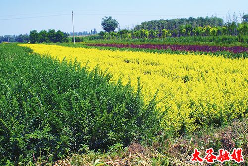 温州市周边苗木基地(南京周边苗木基地)