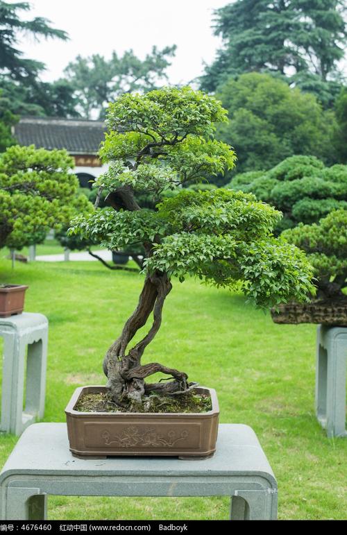 湖北盆景植物(适合做盆景的植物有哪些)