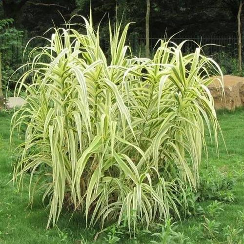 浙江花木城水生植物(浙江花木城地址萧山区新街