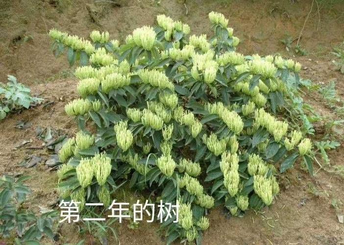 湘蕾金银花苗木基地(湘蕾金银花多少钱一斤)