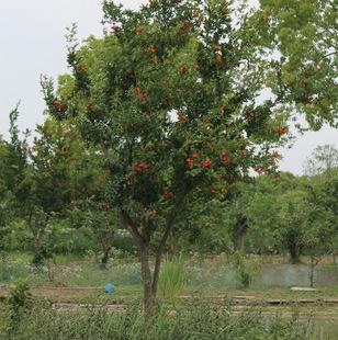 漳州果石榴苗木价格(花石榴苗木价格)