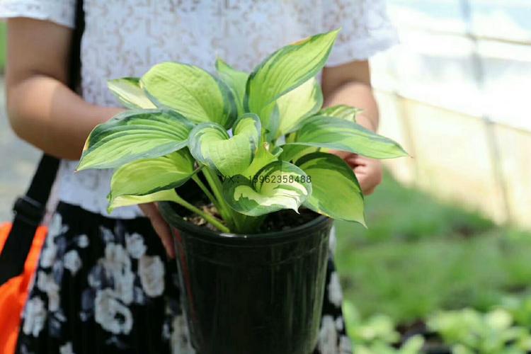 玉簪植物如何养(玉簪是耐阴植物吗)