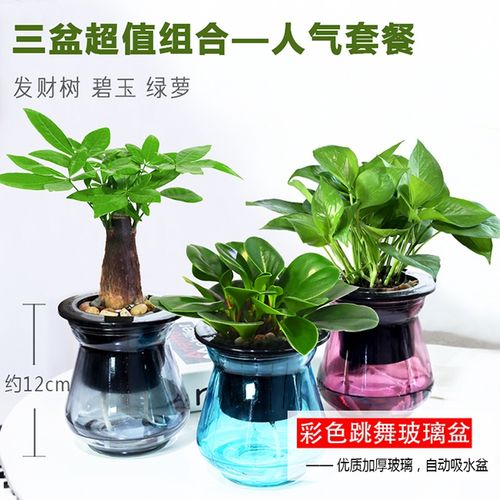 电脑宝贝植物怎么养(植物电脑宝贝图片)