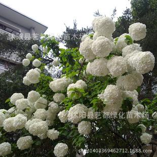 白色花木本植物(红色花木本植物)