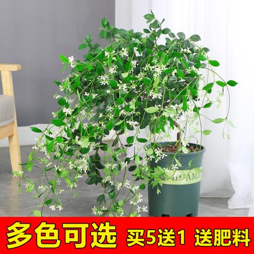 盆景蔓藤植物有什么