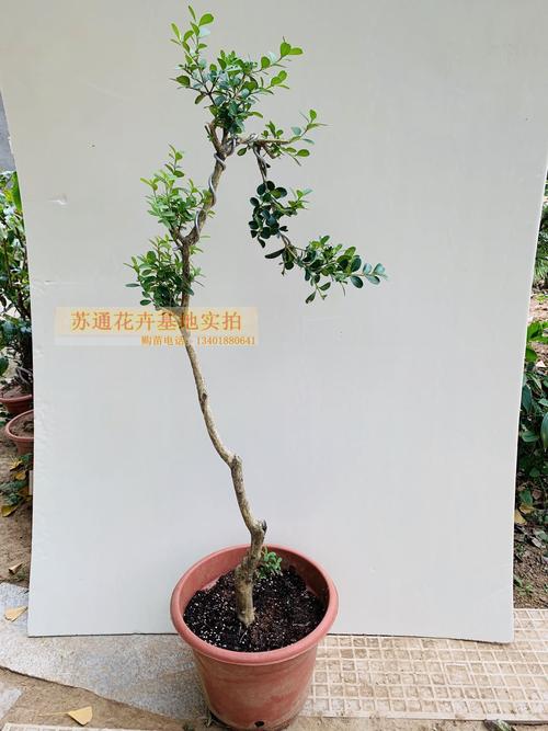 盆栽木本植物大全(盆栽木本植物花卉大全)