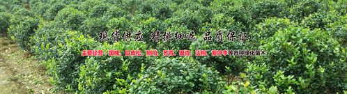 盘锦丁香苗木基地