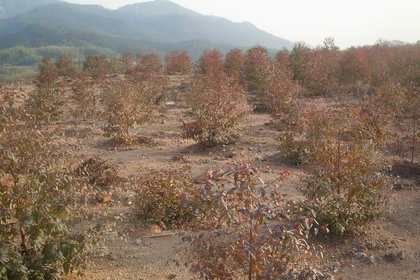 福建省三明夹苗木基地(三明果树苗木基地