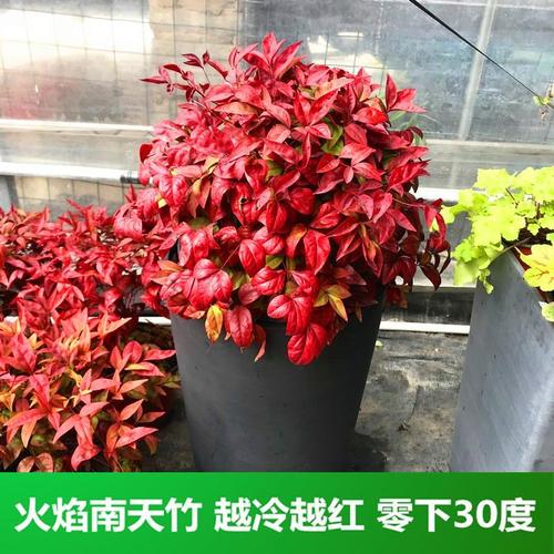 红色观叶植物大全(观叶植物大全图片)