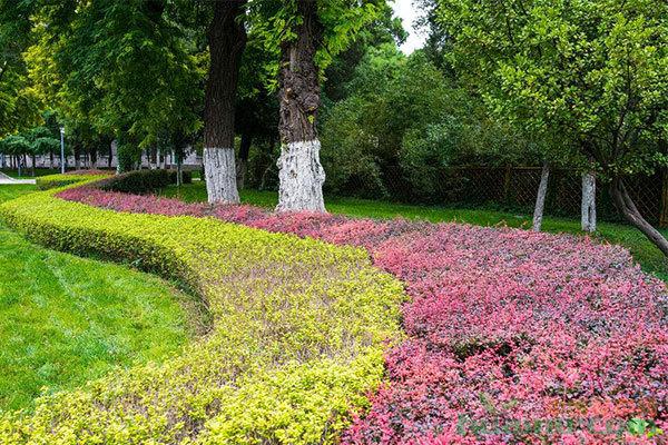 绿化带种植景观苗木(濮阳市绿化带苗木种植)