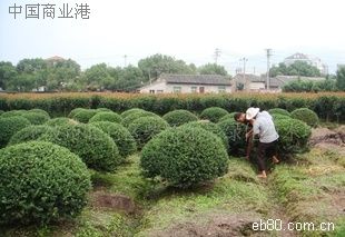 绿化苗木供应电话(莒县绿化苗木公司电话)