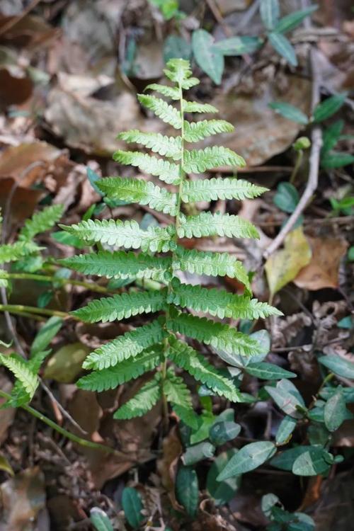 肉肉属于蕨类植物吗(红豆杉属于蕨类植物吗)