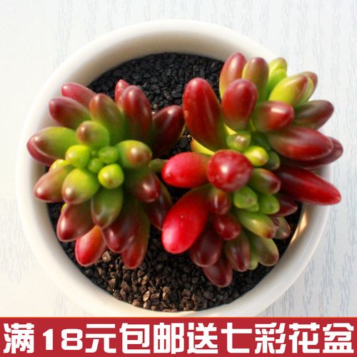 肉肉植物红之玉(植物肉肉应该怎么养)